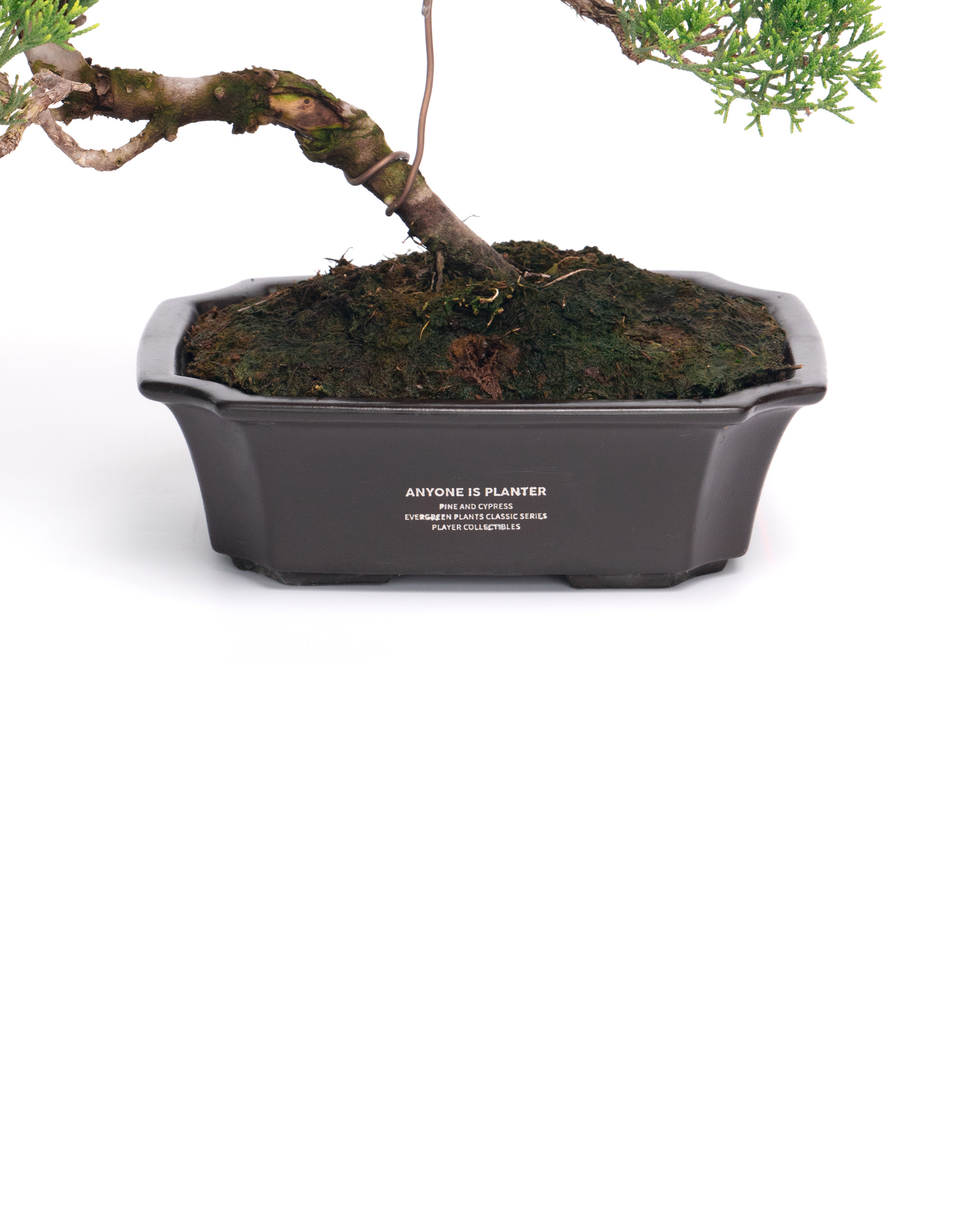 真柏盆景| ANYONE IS PLANTER