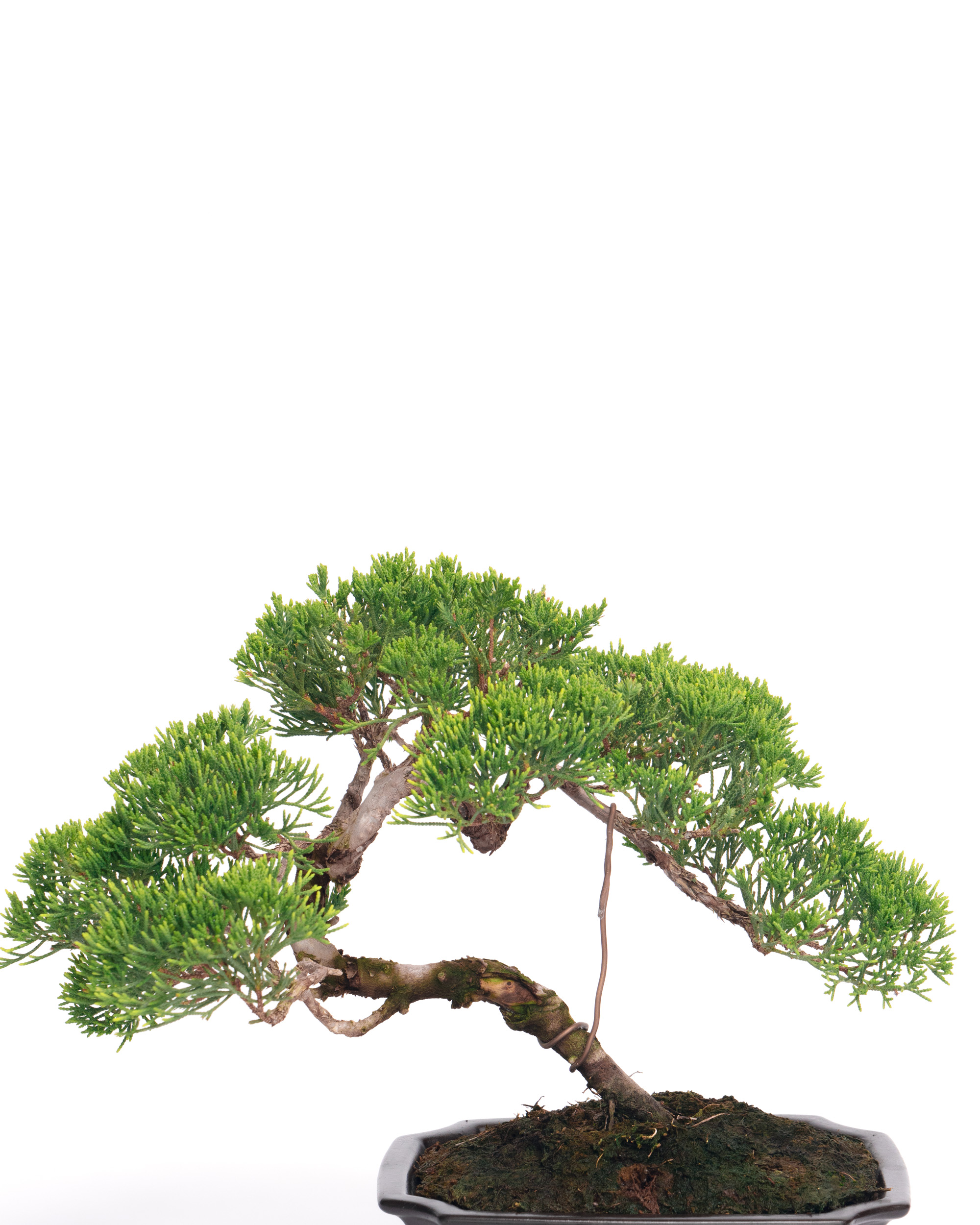 真柏盆景| ANYONE IS PLANTER