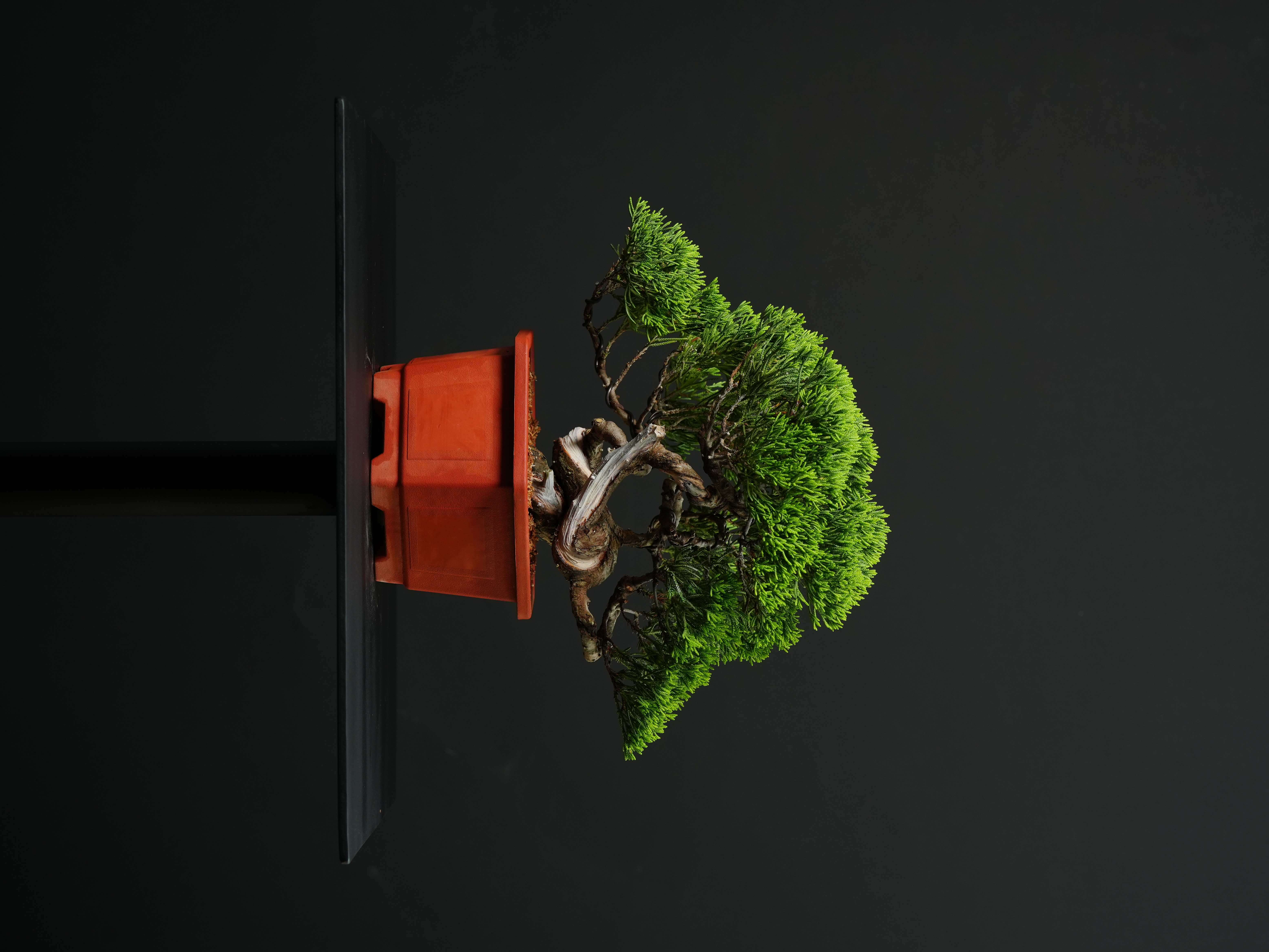 真柏盆景| ANYONE IS PLANTER