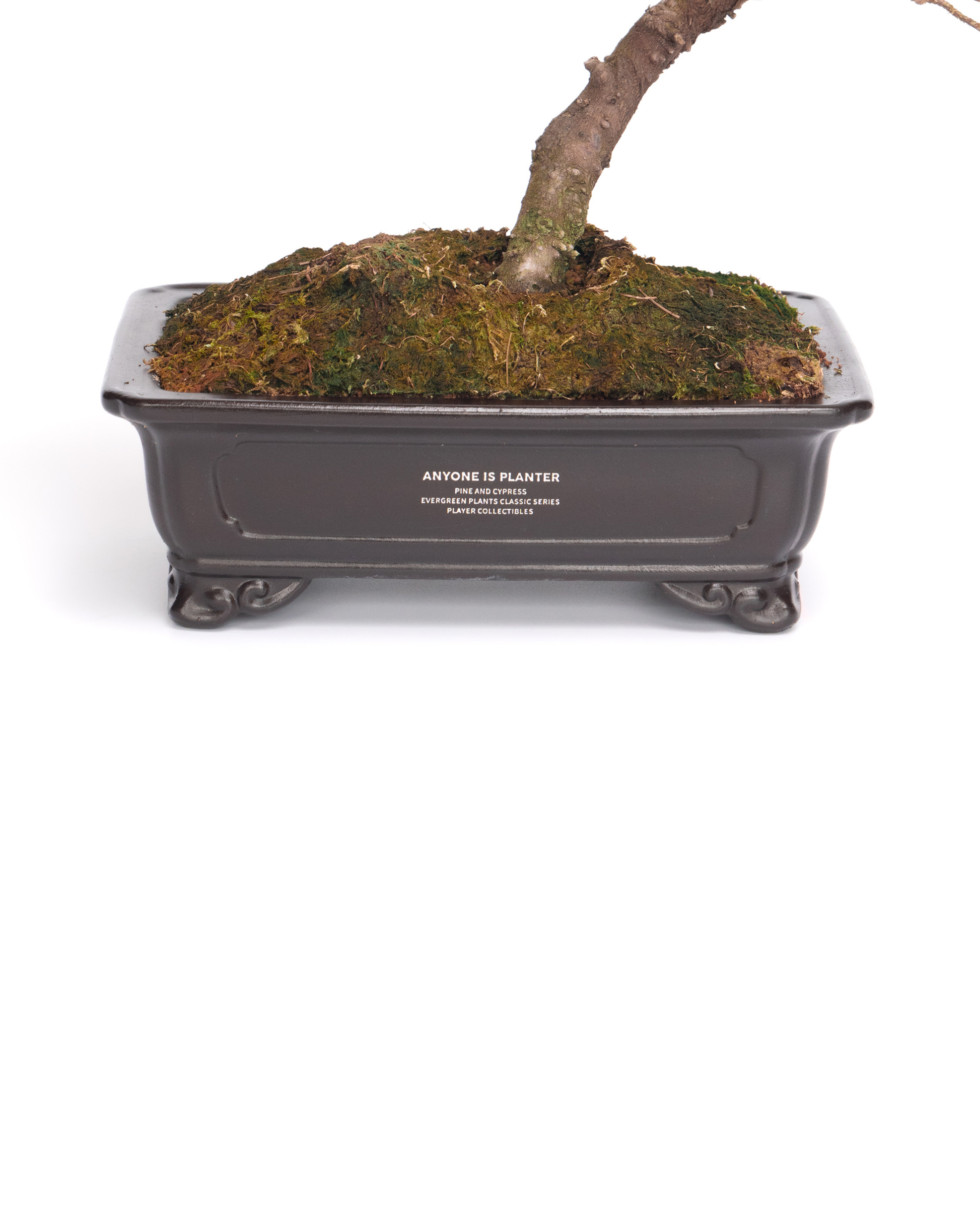 真柏盆景| ANYONE IS PLANTER