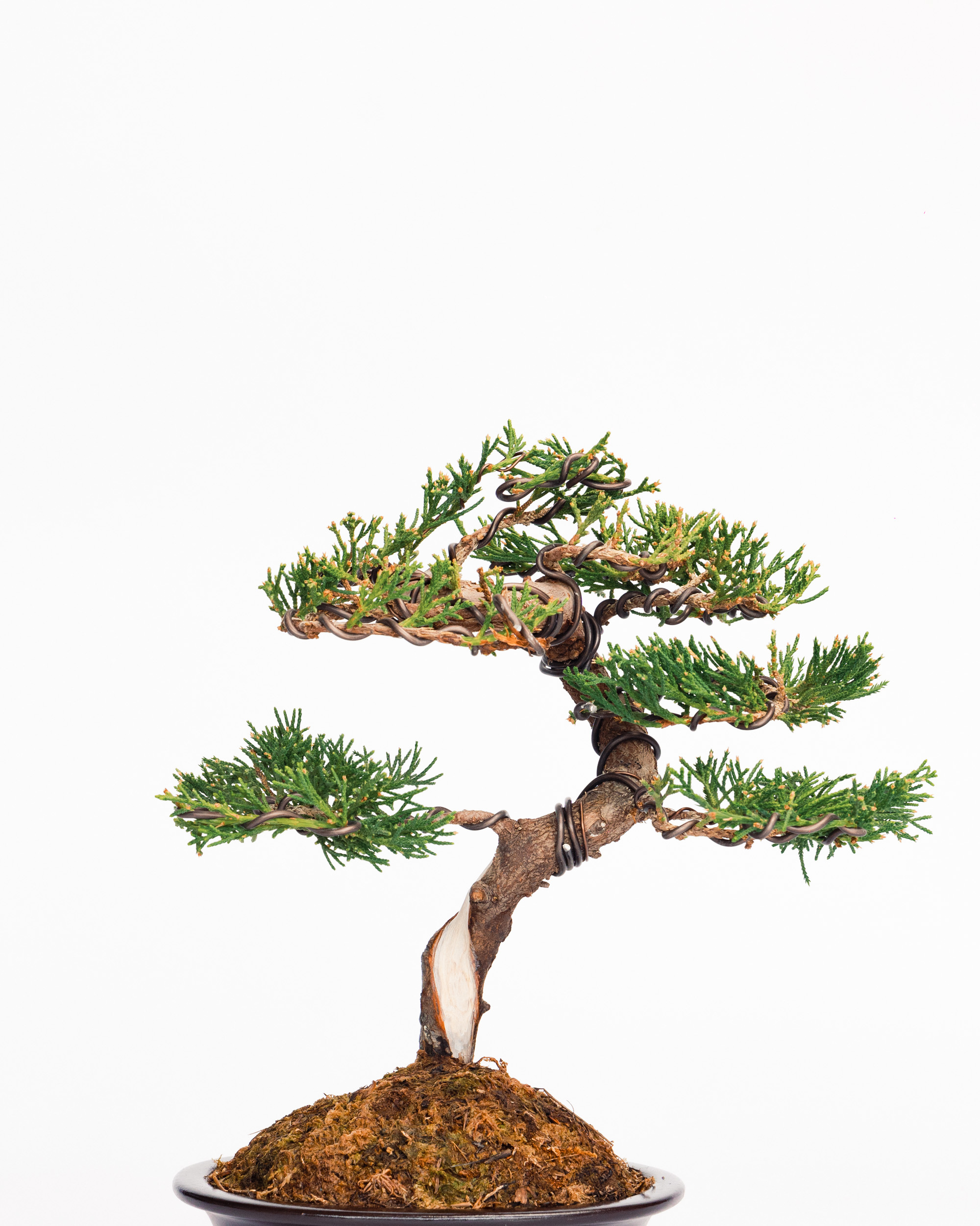 真柏盆景| ANYONE IS PLANTER