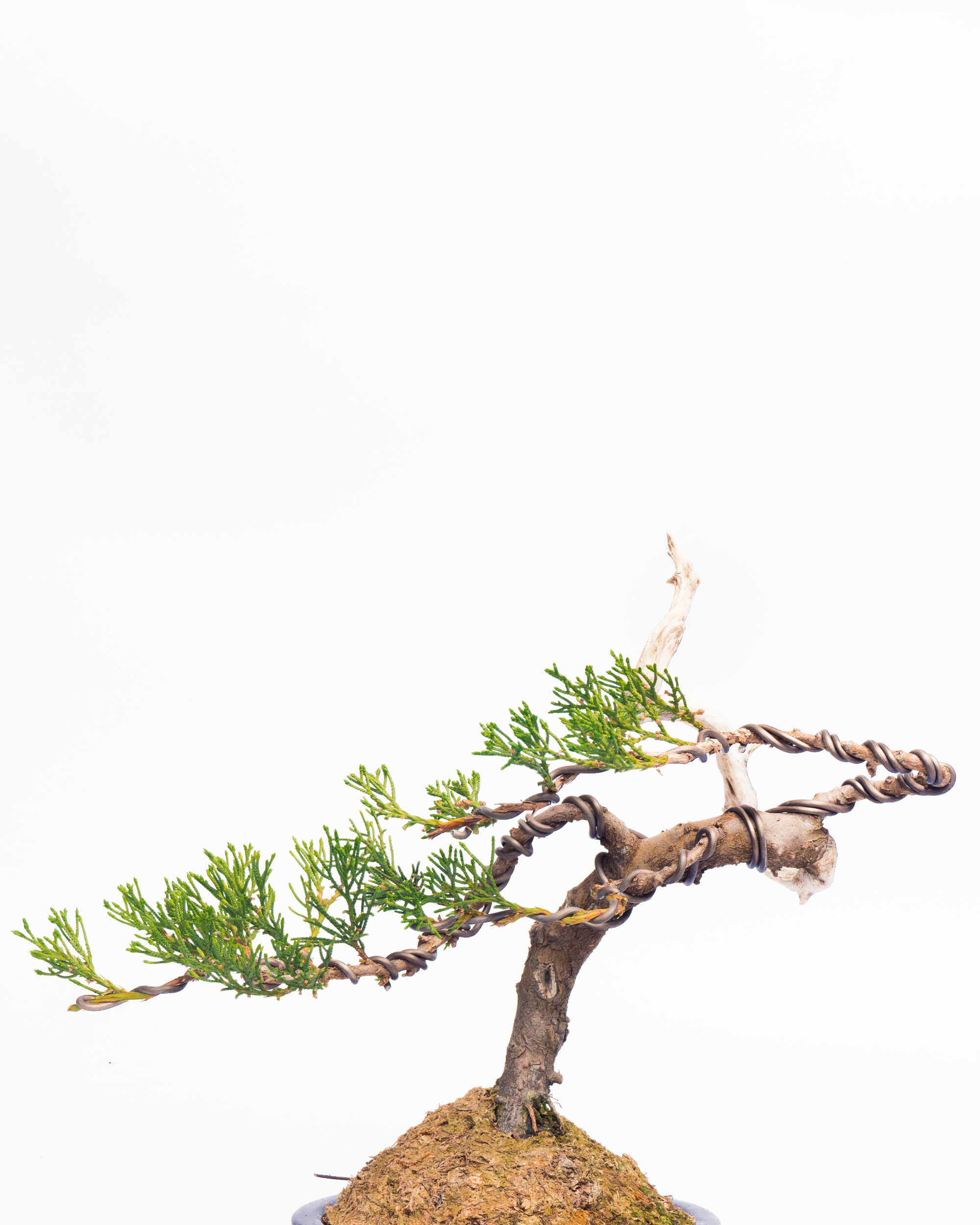 真柏盆景| ANYONE IS PLANTER